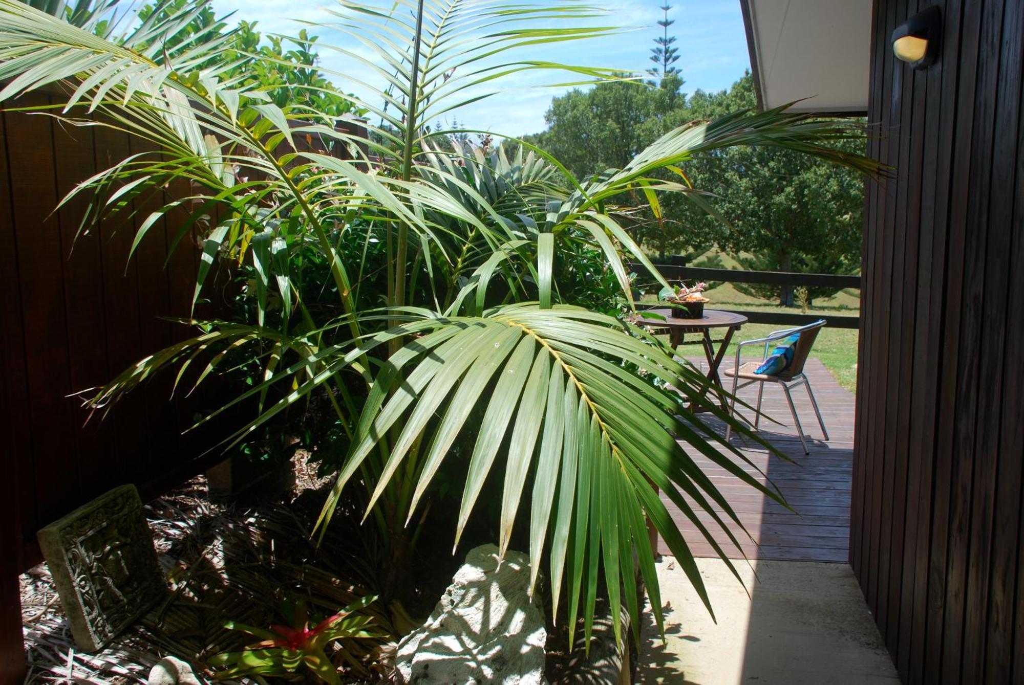 Coast Norfolk Island Apartment Бернт Пайн Екстериор снимка